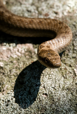 BB 11 0224 / Coronella austriaca / Slettsnok